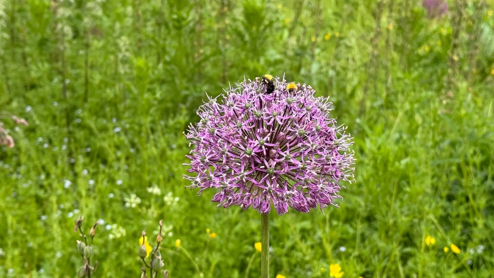 Two bees rest on a purple flower, set on a background of prominent green foliage